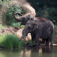 Bild Asiatische Elefanten im Tierpark Cottbus