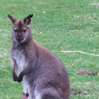 Bild Kängurus im Tierpark Cottbus